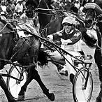 bet harness racing online